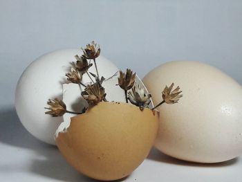 Close-up of eggs on table