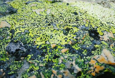 Plants growing on rocks