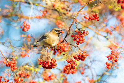 Cedar waxwing