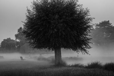 Trees on misty landscape against clear sky