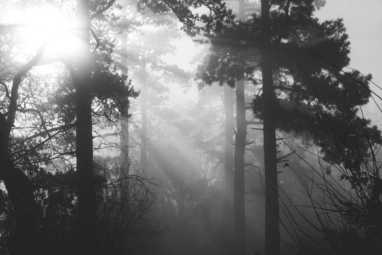 tree, sun, sunbeam, sunlight, tranquility, lens flare, tranquil scene, beauty in nature, nature, scenics, forest, silhouette, growth, tree trunk, branch, fog, back lit, bright, idyllic, no people