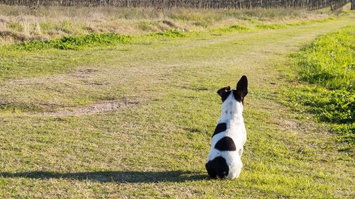 Portrait of dog on field