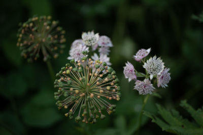 Close-up of flowering plant