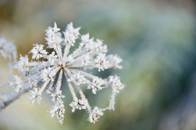 Close-up of white flowers on snow