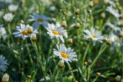 Close-up of white flowering plant on field