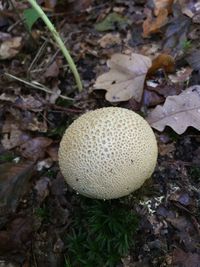 High angle view of mushroom growing on field