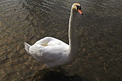 Birds in calm water