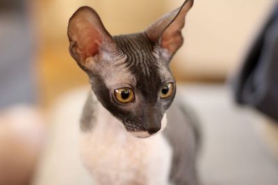 Close-up portrait of cat