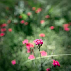 Close-up of pink flowering plants on field