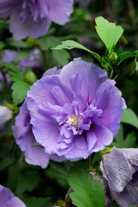 Close-up of purple flowers blooming outdoors