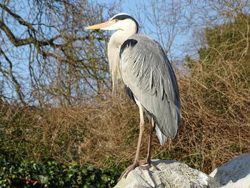 High angle view of gray heron perching on rock