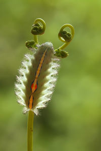 Close-up of caterpillar on plant