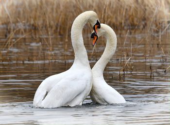 View of swan in lake