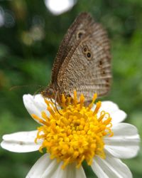 Close-up of butterfly pollinating on flower