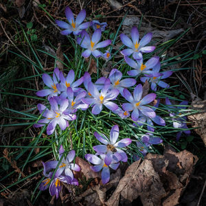 High angle view of purple crocus flowers on field