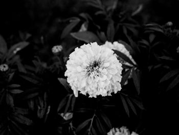 Close-up of flower blooming outdoors