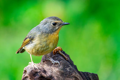Close-up of a bird perching on wood