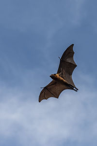 Low angle view of bird flying against sky