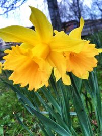 Close-up of yellow flower