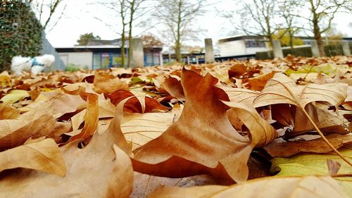 Close-up of leaves