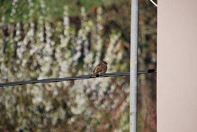 Close-up of bird perching on metal fence