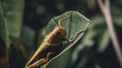 Close-up of insect on plant