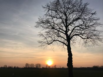 Silhouette bare tree on field against sky at sunset