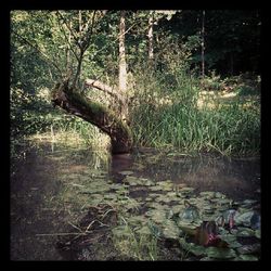 Trees in forest