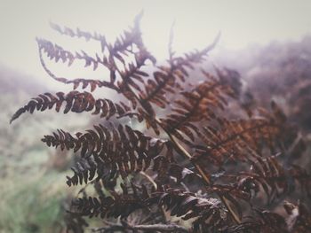 Close-up of plants against sky