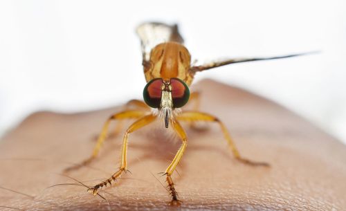 Close-up of insect on wood