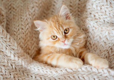 Close-up portrait of cat