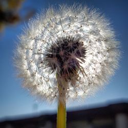 Close-up of dandelion