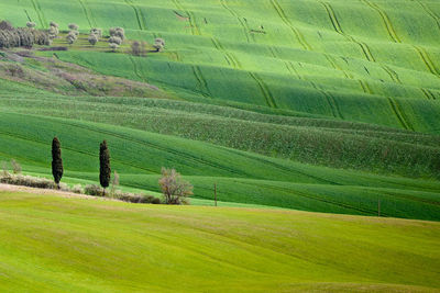 Scenic view of agricultural field