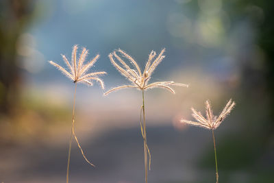 Close-up of plant