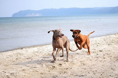 View of dogs on beach