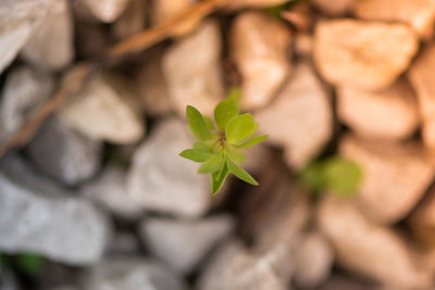 Close-up of plant