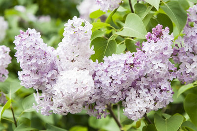 Close-up of pink flowers