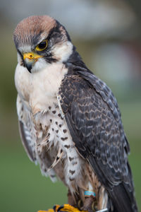 Close-up of owl