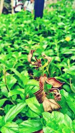 Close-up of butterfly on plant