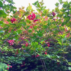 Close-up of pink flowering plants