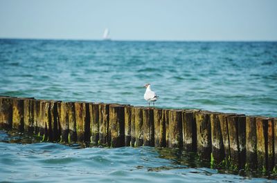 Seagull perching on wooden post in sea