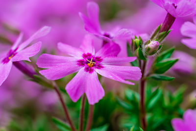 Close-up of pink flowering plant