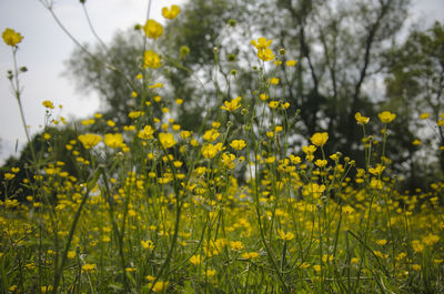 Close-up of yellow flowers growing in field