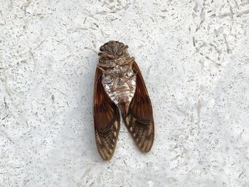 High angle view of insect on sand