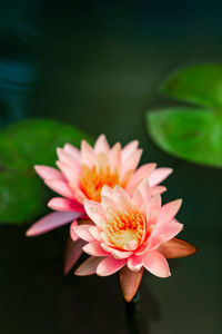Close-up of lotus water lily