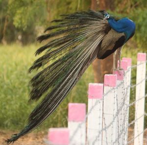 Peacock perching on fence