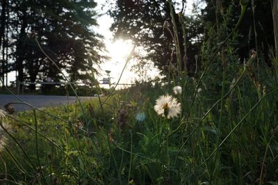 Flowers growing in field