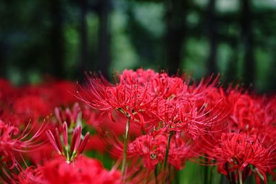 Close-up of red flowers blooming in spring