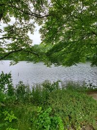 Scenic view of lake by trees in forest