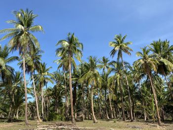 Palm trees against clear blue sky